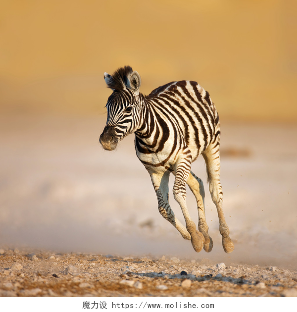 野外一只斑马幼崽在自由的奔跑小斑马运行